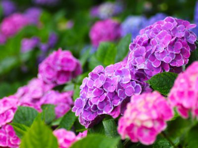 あじさい地植えのやり方 紫陽花は植木鉢でもok アジサイの育て方 生き生き市場
